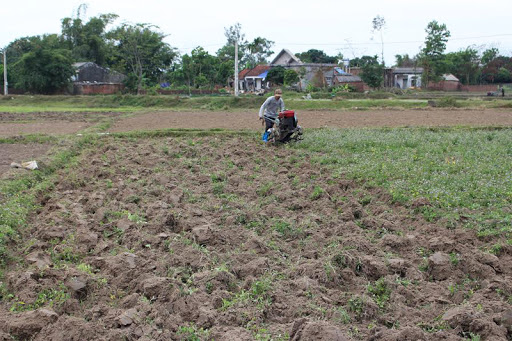 Cày, bừa đất trồng ngô sinh khối