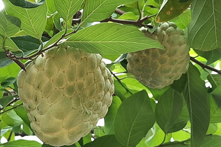 Na Thái - Loại cây dễ trồng, mang lại hiệu quả kinh tế cao