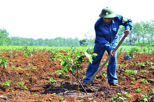 Tụ gôc, vun gốc cho cây ổi