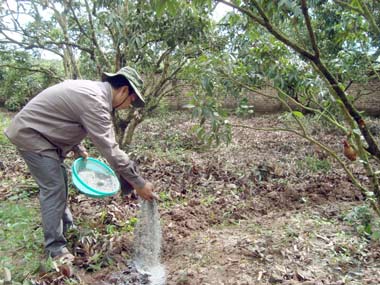 tiến hành bón phân cho cây ổi