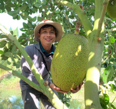Mít Thai Changai -  giống mít năng suất, chất lượng cao - đáng nên trồng
