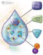 Cấu trúc phân bón Amino Chelate