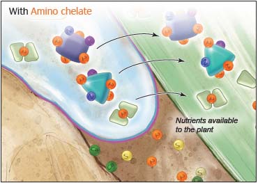 Phân bón Amino chelate