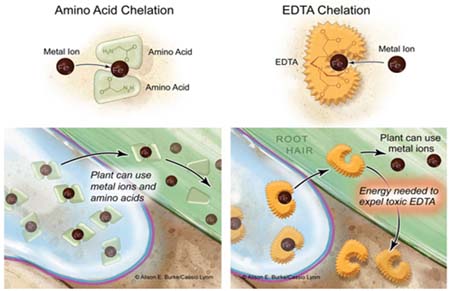 So sánh chelate thông thường và Amino Chelate