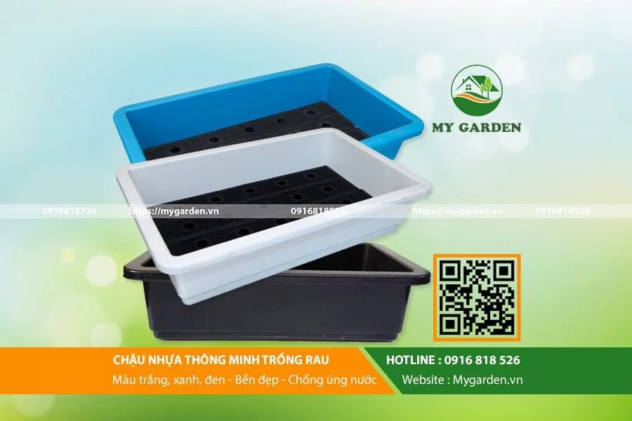 be1bb99-de1bba5ng-ce1bba5-tre1bb93ng-cc3a2y1 Chậu nhựa là sản phẩm không thể thiếu cho mô hình trông rau sạch tại nhà quy mô nhỏ