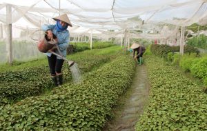 c490c483ng-kc3bd-tre1bb93ng-rau-se1baa1ch3-300x190-1 kỹ thuật trồng rau diếp cá