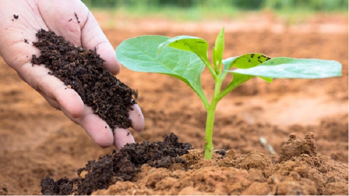 cach-cham-soc-rau-2 cách chăm sóc vườn rau sạch tại nhà