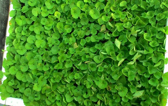 cach-cham-soc-rau-ma-hieu-qua kỹ thuật trồng rau má tại nhà