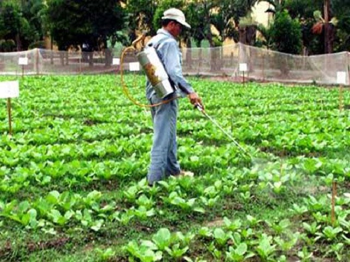 cach-cham-soc-rau-tai-nha cách chăm sóc vườn rau an toàn