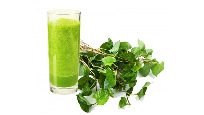 cach-trong-rau-diep-ca-tai-nha kỹ thuật trồng rau diếp cá