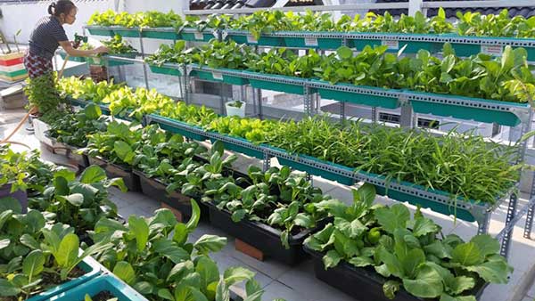 cach-trong-rau-sach-tai-nha Thiết kế vườn rau sạch tại nhà