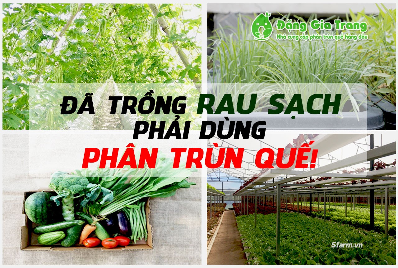 Dùng phân trùn quế với nhiều lợi ích khác nhau