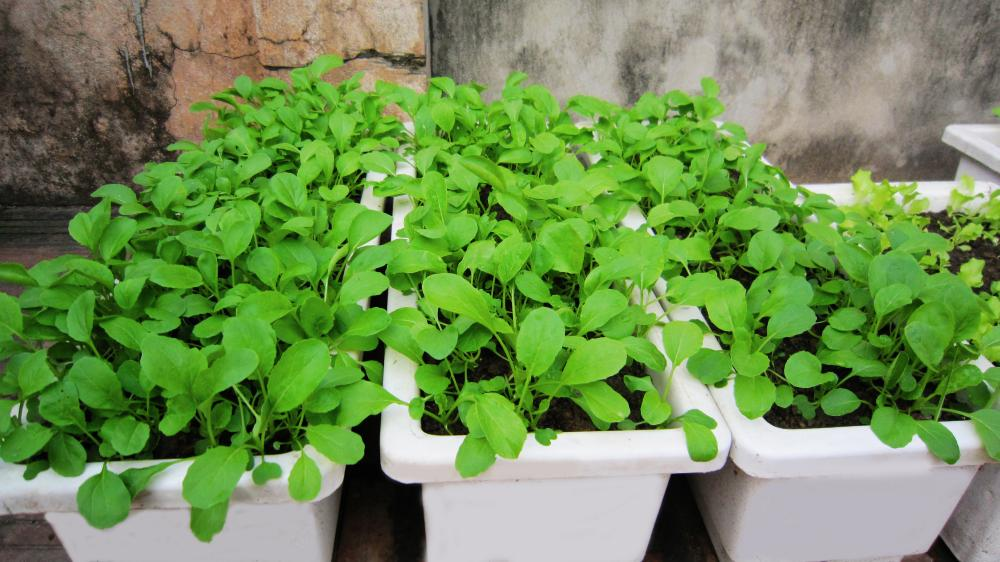 Khay nhựa cỡ lớn