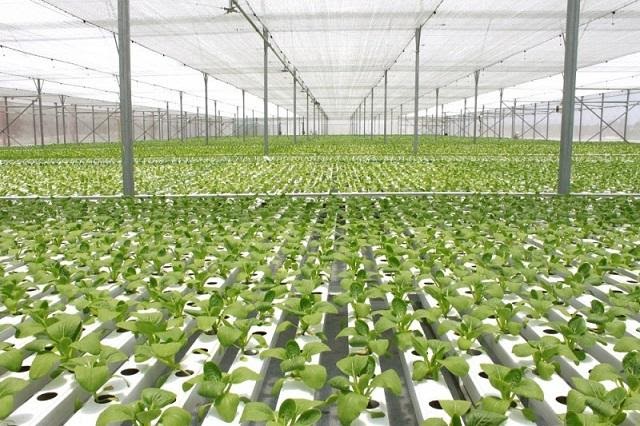 cc3b4ng-nghe1bb87-tre1bb93ng-rau-se1baa1ch-ce1bba7a-israel1 Công nghệ tiết kiệm tới 60% nước tưới