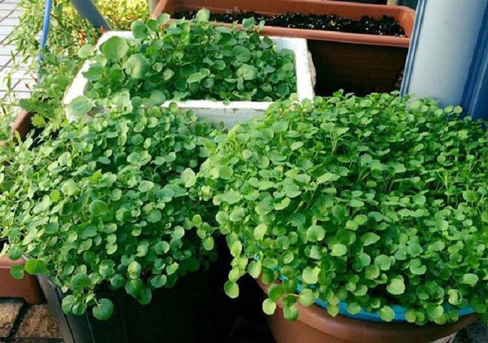 cham-soc-rau-cai-xoong-1 kỹ thuật trồng rau cải xoong hiệu quả