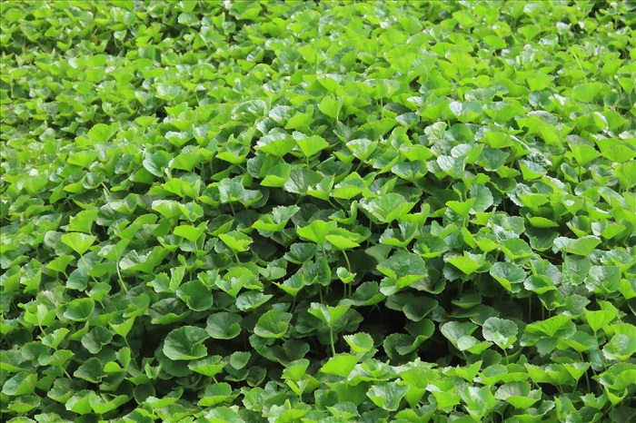 cham-soc-rau-ma-hieu-qua-1 cách trồng rau má