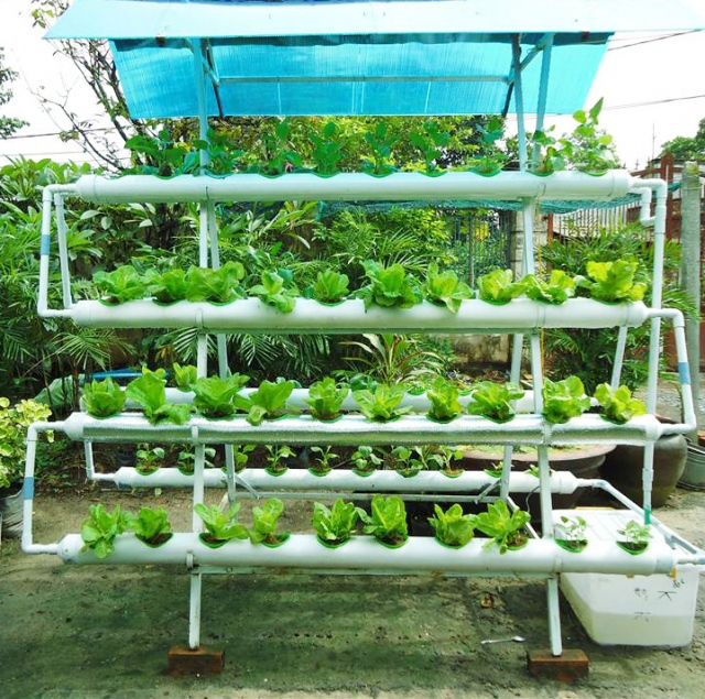 chc483m-sc3b3c-rau-mc3b9a-mc6b0a5 My Garden - đồng hành cùng người trồng rau hiệu quả