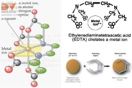 Vi lượng chelate dạng vòng càng