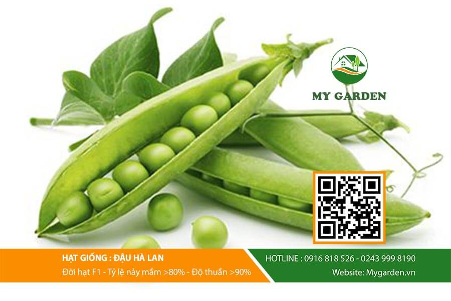 dau-ha-lan-my-garden-hinh-3 Hat-giong-Dau-ha-lan-My-Garden-hinh-3