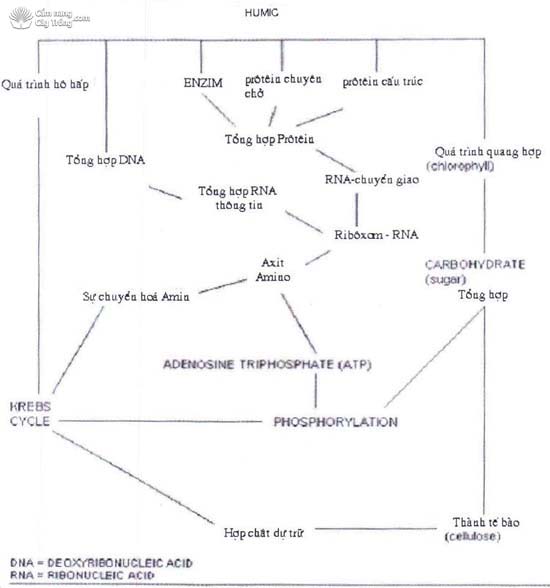 Biểu đồ minh họa cho một số ảnh hưởng của humic đối với hoạt động trao đổi chất trong tế bào.