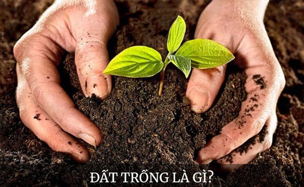 khai-niem-dat-trong-compressed Khái niệm đất trồng