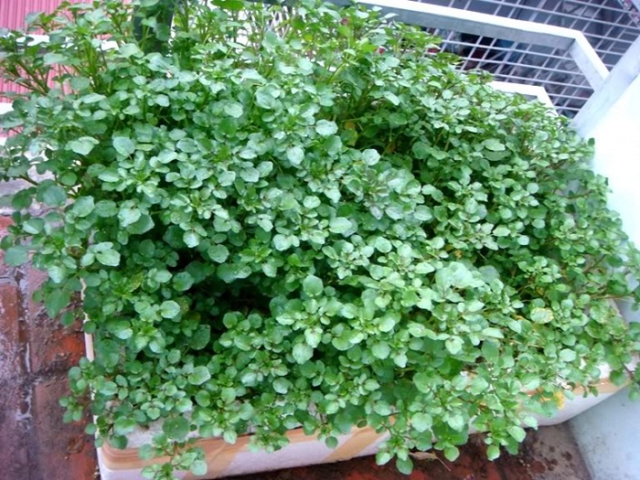 ky-thuat-trong-cay-cai-xoong Trồng rau cải xoong