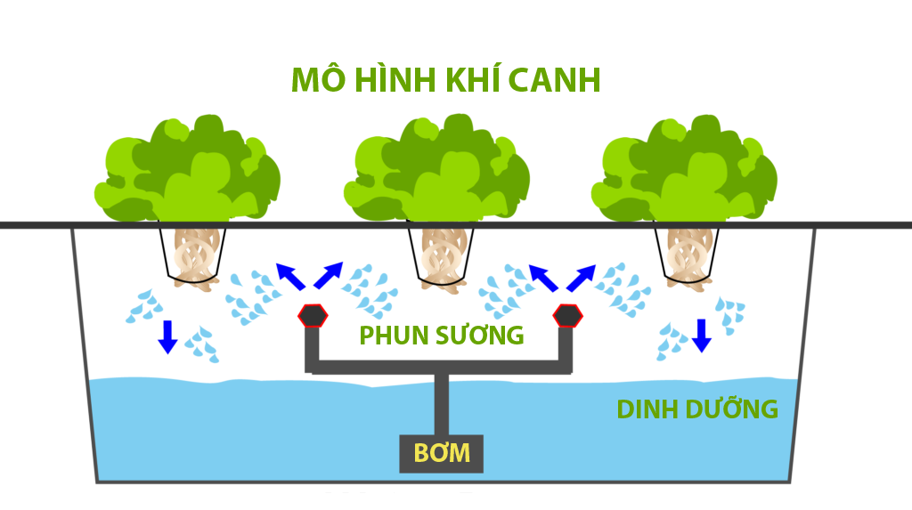 Mô tả mô hình trồng rau khí canh đang được sử dụng phổ biến