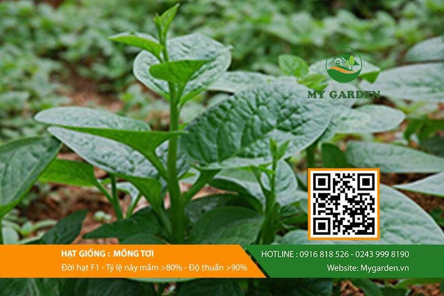 Hạt giống mồng tơi F1 Việt Nam gói 20 gram