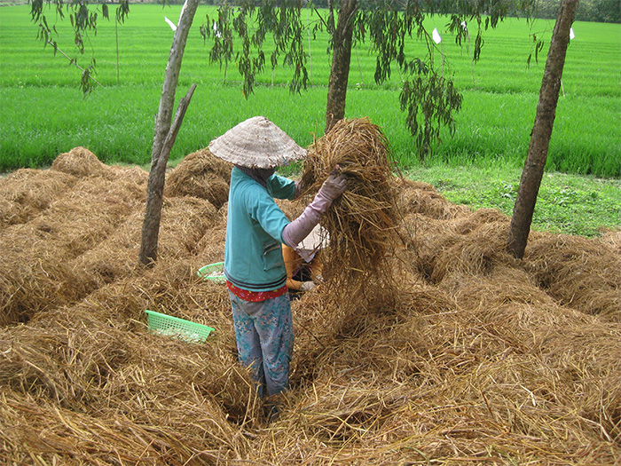 Quy trình trồng nấm rơm