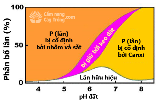 Ảnh hưởng của pH đối với phân bố phốt pho vô cơ (lân) trong đất