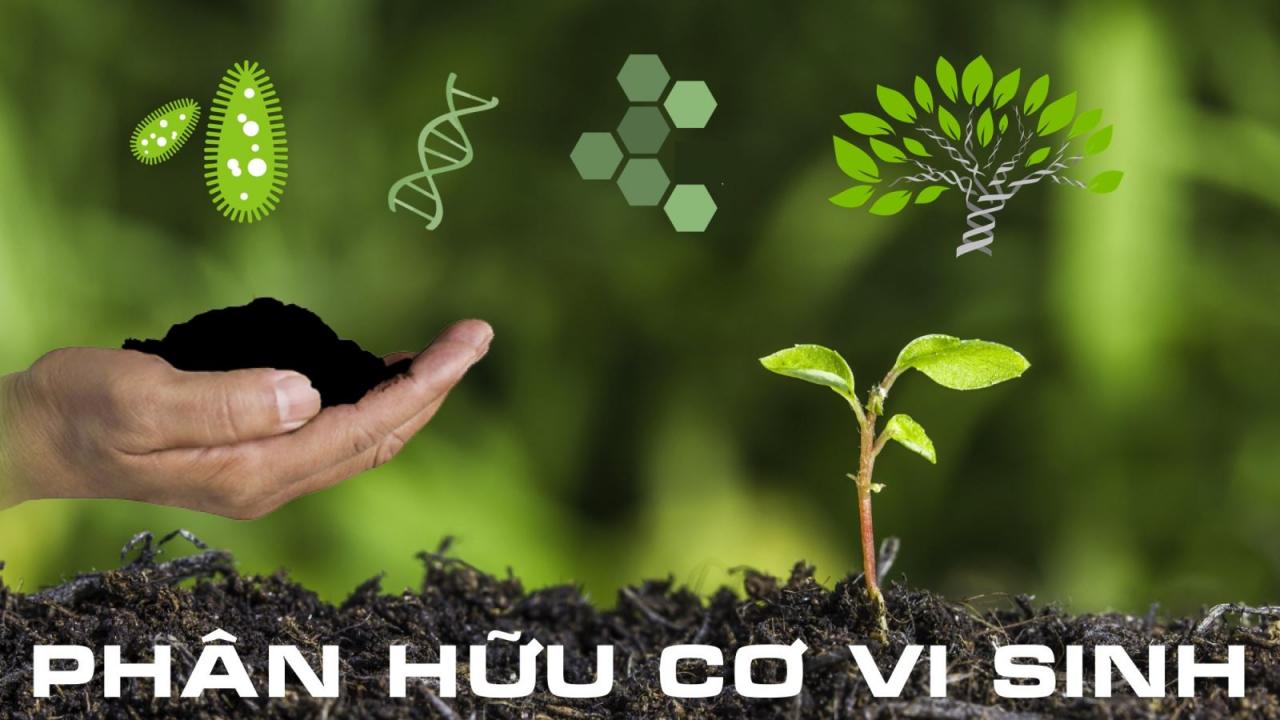 Phân hữu cơ vi sinh trong đất và cây trồng