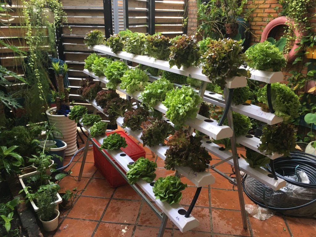 thie1babft-ke1babf-vc6b0e1bb9dn-rau-the1bba7y-canh5 My Garden – Đơn vị thiết kế và thi công giàn rau thủy canh chữ A chất lượng cao
