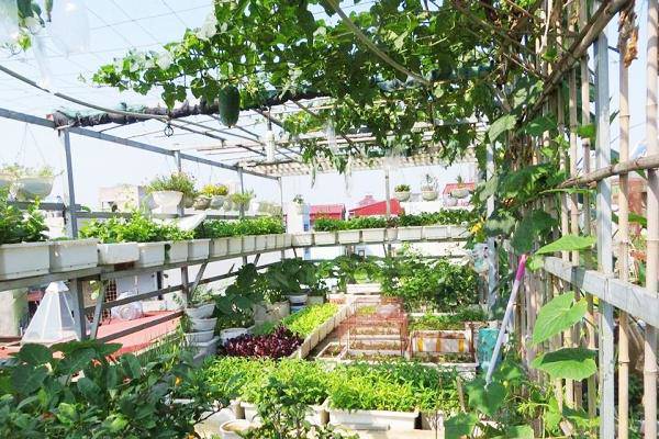 Đơn vị lắp đặt hệ thống trồng rau sân thượng tại Hồ Chí Minh uy tin   Vinaxanh