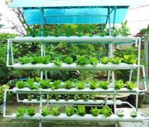 thiet-ke-vuon-rau-thuy-canh-1-300x255-1 thiet-ke-vuon-rau-thuy-canh-1