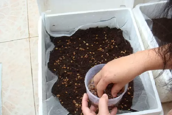 tre1bb93ng-rau-mue1bb91ng-se1baa1ch2 Huong-dan-trong-rau-muong-sach-tai-nha-mygarden-hinh-2