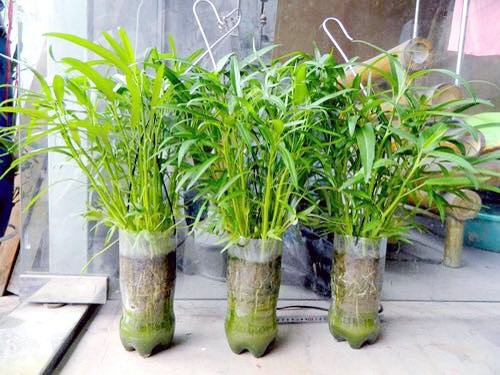 tre1bb93ng-rau-se1baa1ch-be1bab1ng-ve1bb8f-chai-nhe1bbb1a4 Trồng cây theo kiểu đặt dọc