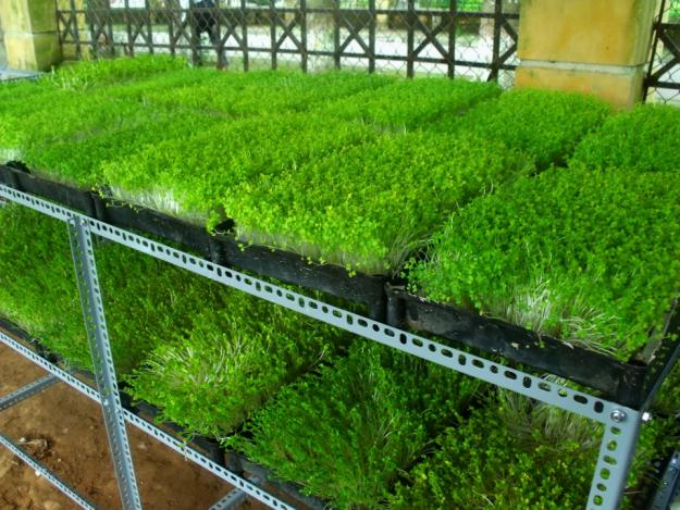 tre1bb93ng-rau-se1baa1ch-be1bb8b-vc3a0ng-lc3a16 Rau thủy canh bị vàng lá do nồng độ pH và dinh dưỡng quá cao