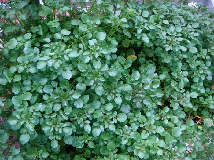 trong-rau-cai-xoong cách chăm sóc rau cải xoong