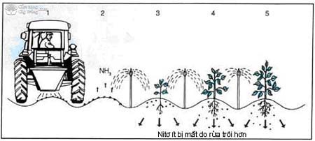 Phân bón có Zeolite, Ni tơ không bị mất do hiện tượng rửa trôi