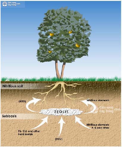 Zeolite tạo thành hồ dinh dưỡng cho cây trồng