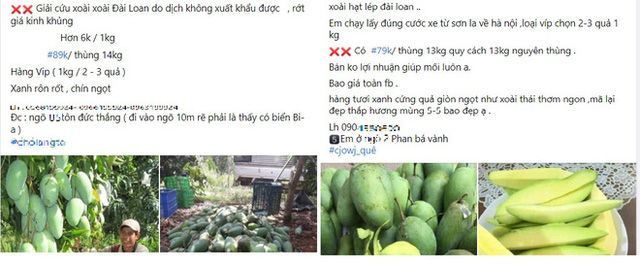 gia-xoai-dai-loan-va-mit-thai