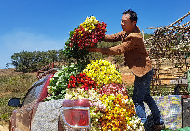 hoa đà lạt tăng giá