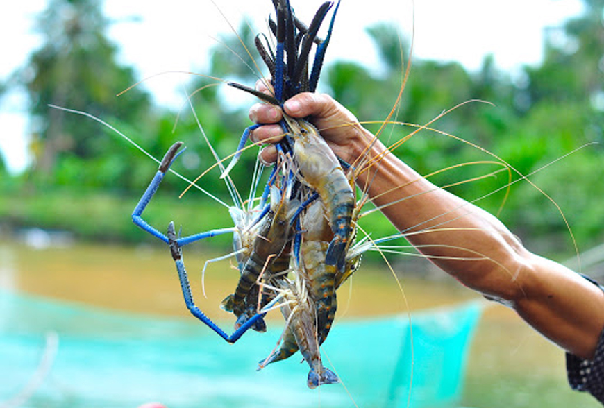 kỹ thuật nuôi tôm càng xanh