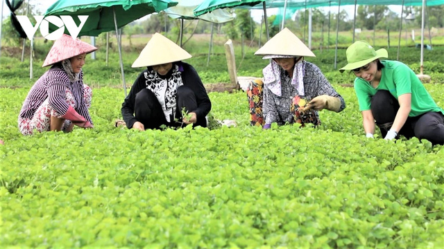 nhung-nguoi-nong-dan-de-xay-dung-vuon-rau-ma-sach