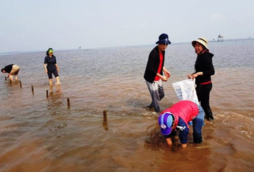 kỹ thuật nuôi ngao