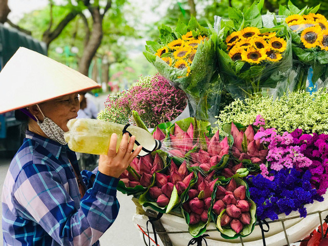 hoa sen đồng tháp