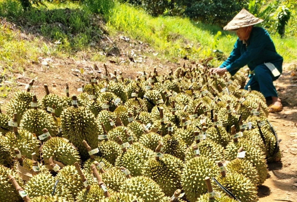 sau rieng xuat khau