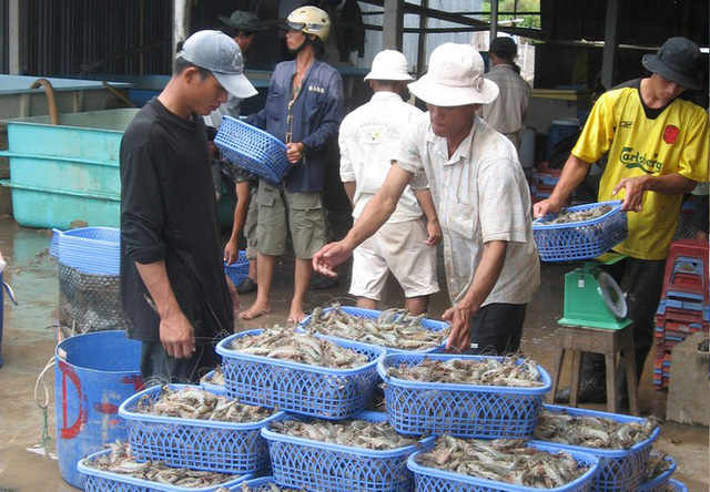 thiếu hụt nguyên liệu tôm