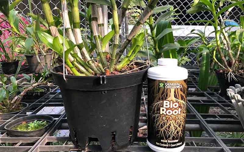 cach-su-dung-kich-re-bio-root-cho-lan-1