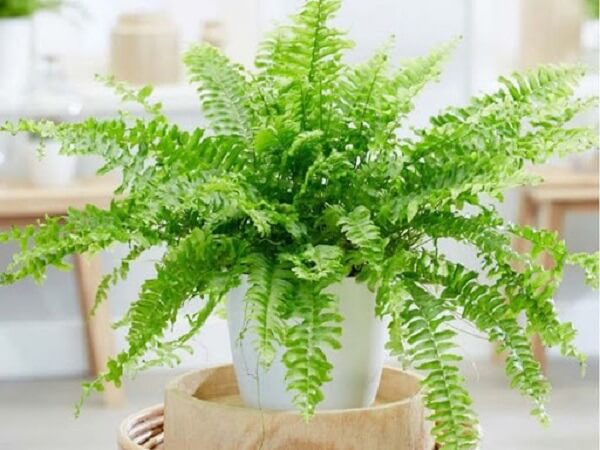 cay-duong-xi-co-trong-trong-nuoc-duoc-khong-1-1-1